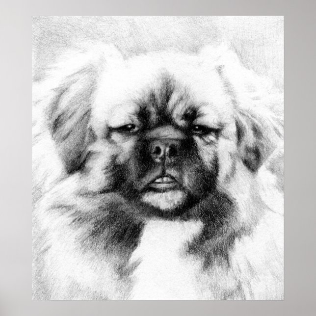 Tibetischer Spaniel Dog Potrait Poster (Vorne)