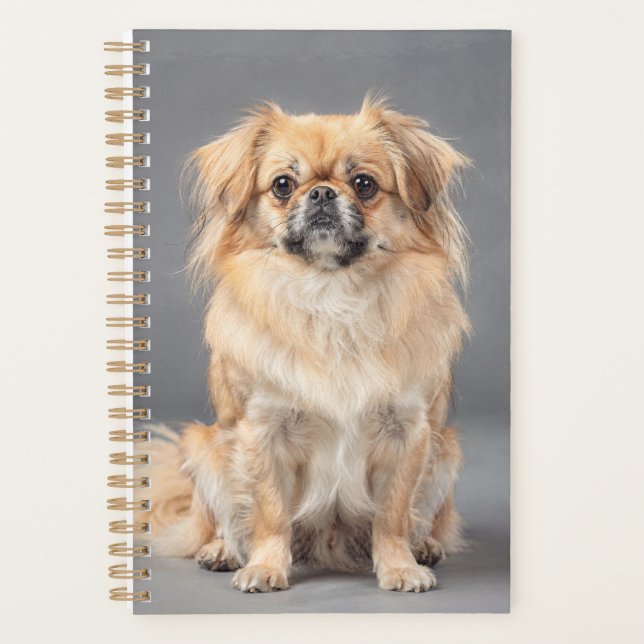 Tibetischer Spaniel Planer (Vorderseite)