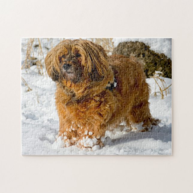 Tibetischer Terrier Dog Jigsaws. Puzzle (Horizontal)