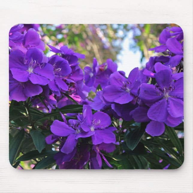Tibouchina Blumen Mousepad (Vorne)