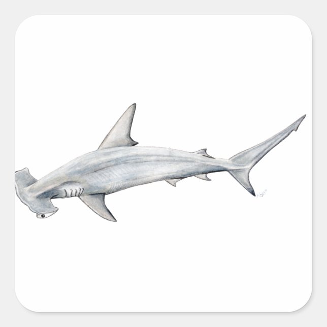 Tiburon martillo - Hammer-Kopfhai Quadratischer Aufkleber (Vorderseite)