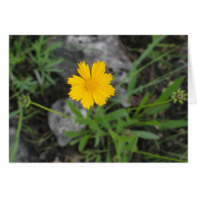 Tickseed Coreopsis (Vorderseite (Horizontal))