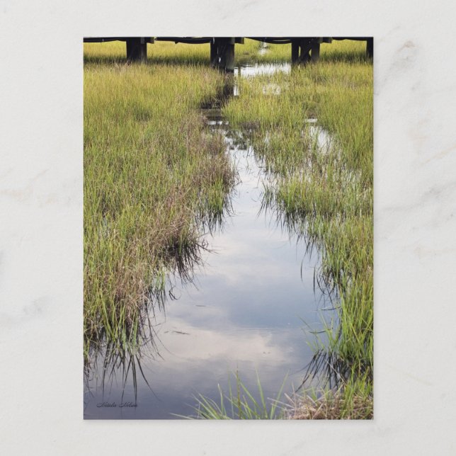 Tidal Creek Postkarte (Vorderseite)