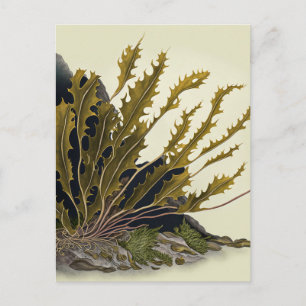 Tidal Fronds Einladungspostkarte