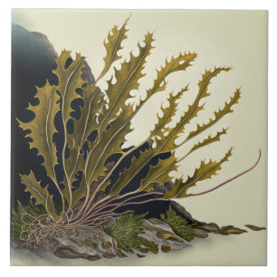 Tidal Fronds Fliese