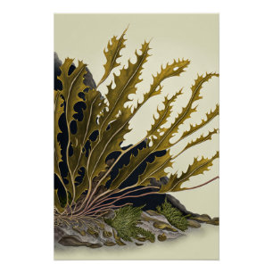 Tidal Fronds Poster
