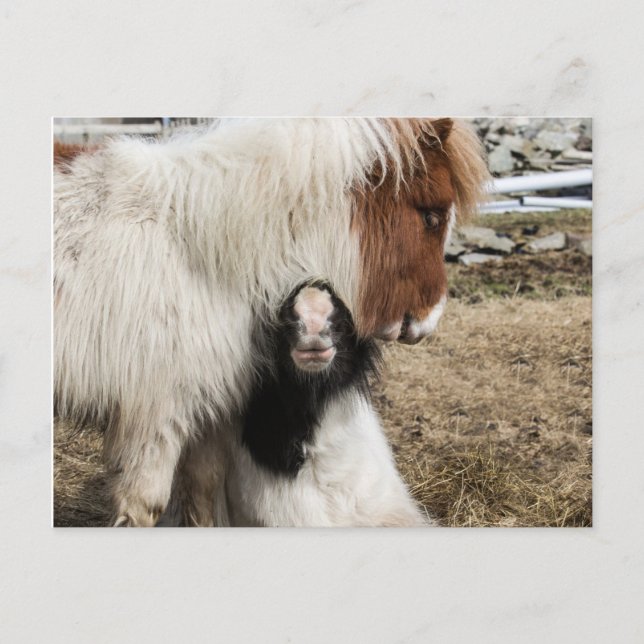 TIddles und des Sturms schlichte Postkarte (Vorderseite)