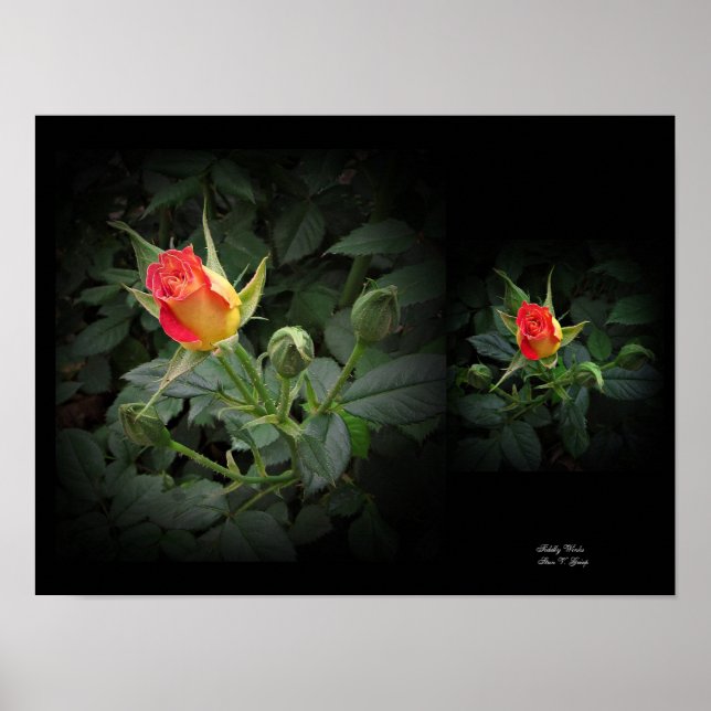 Tidely Winks Miniatur Rose Kunst, Dichtung und Mus Poster (Vorne)