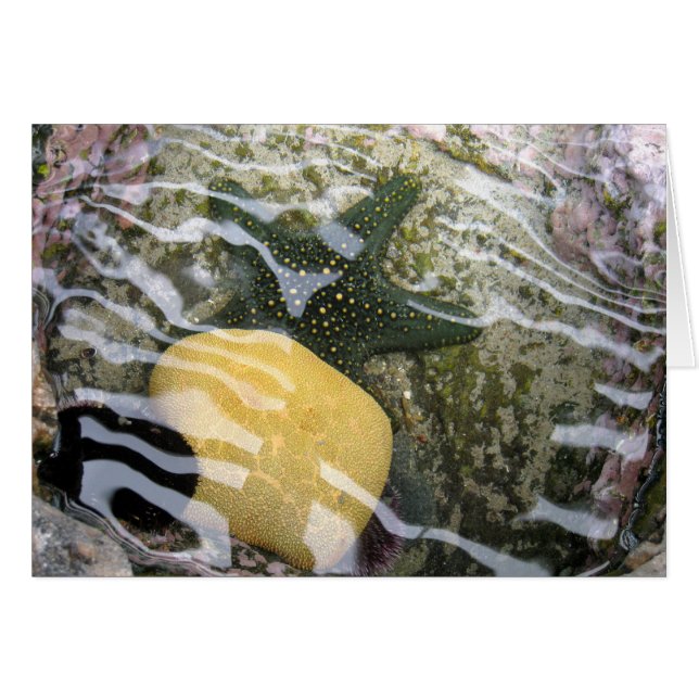 Tidepool (Vorderseite (Horizontal))