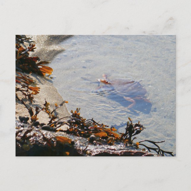 Tidepool am Strand von Sand Postkarte (Vorderseite)