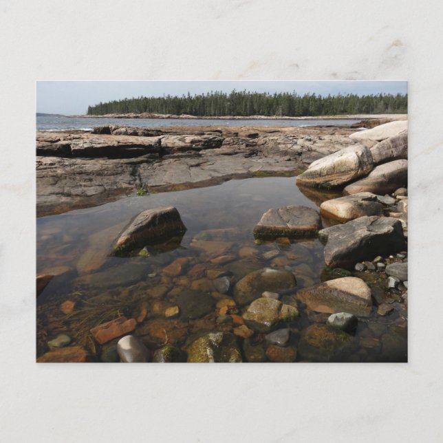 Tidepool at Wonderland in Acadia Nationalpark Postkarte (Vorderseite)