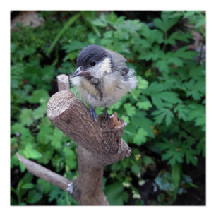 Tidi my Bird, das Parus-Großplakat Poster