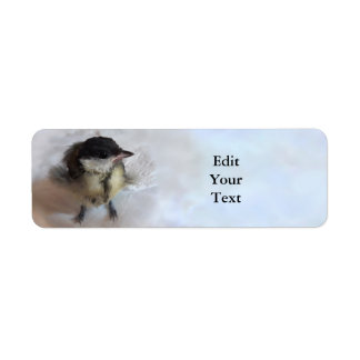Tidi my Bird the Parus Major