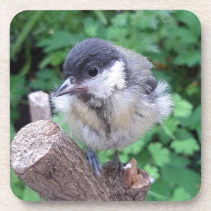 Tidi my Bird the Parus Major Getränkeuntersetzer