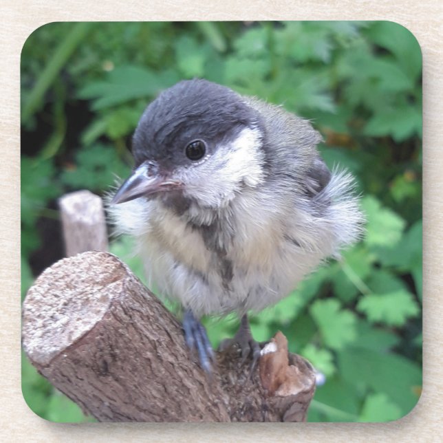 Tidi my Bird the Parus Major Getränkeuntersetzer (Vorderseite)