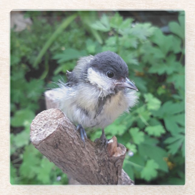 Tidi my Bird the Parus Major Glasuntersetzer (Vorderseite)