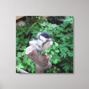 Tidi my Bird the Parus Major Leinwanddruck