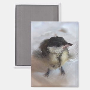 Tidi my Bird the Parus Major Magnet