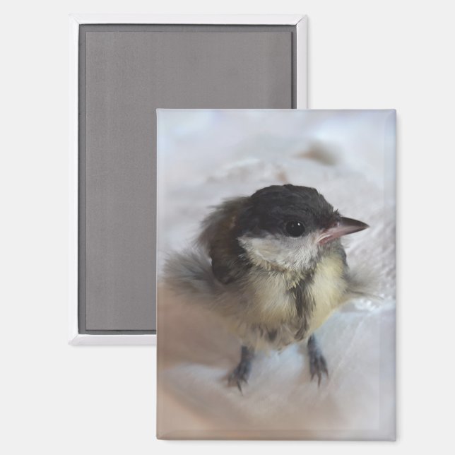 Tidi my Bird the Parus Major Magnet (Vorderseite/Rückseite)