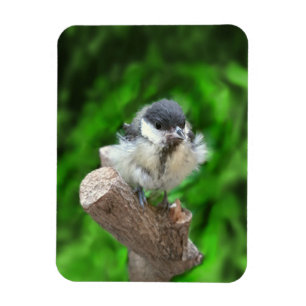 Tidi my Bird the Parus Major Magnet