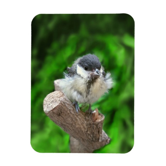 Tidi my Bird the Parus Major Magnet (Vertikal)