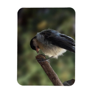Tidi my Bird the Parus Major Magnet