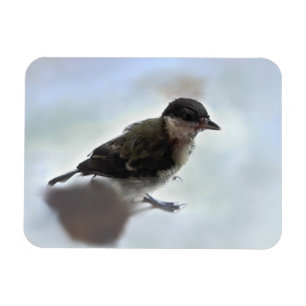 Tidi my Bird the Parus Major Magnet