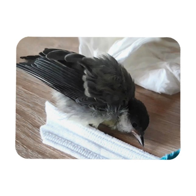 Tidi my Bird the Parus Major Magnet (Horizontal)