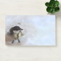 Tidi my Bird the Parus Major