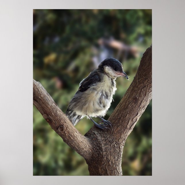 Tidi my Bird the Parus Major Poster (Vorne)