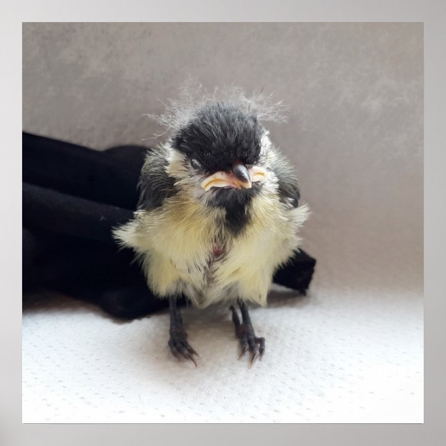 Tidi my Bird the Parus Major Poster (Vorne)