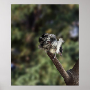 Tidi my Bird the Parus Major Poster