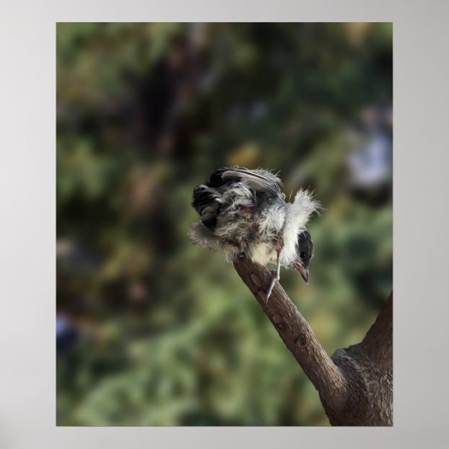 Tidi my Bird the Parus Major Poster (Vorne)