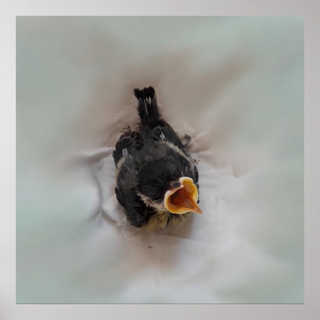 Tidi my Bird the Parus Major Poster (Vorne)