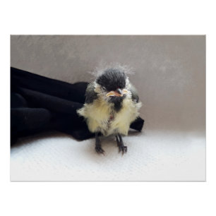 Tidi my Bird the Parus Major Poster