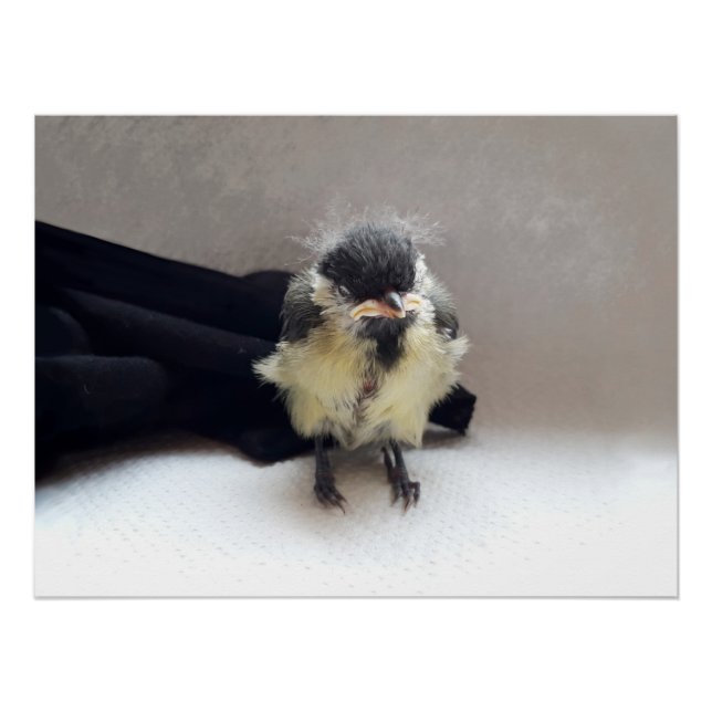 Tidi my Bird the Parus Major Poster (Vorderseite)