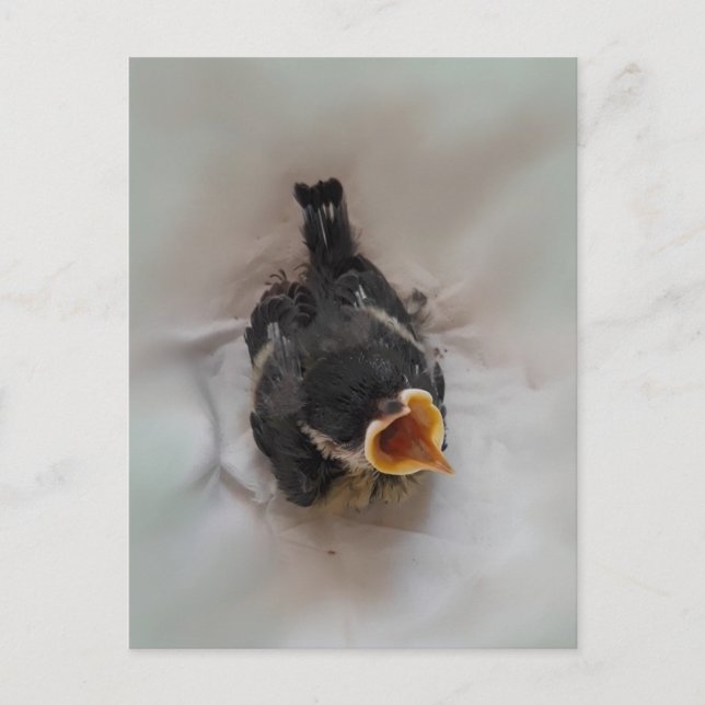 Tidi my Bird the Parus Major Postkarte (Vorderseite)