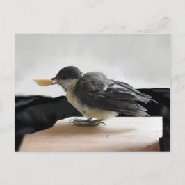 Tidi my Bird the Parus Major Postkarte