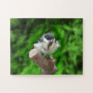 Tidi my Bird the Parus Major Puzzle