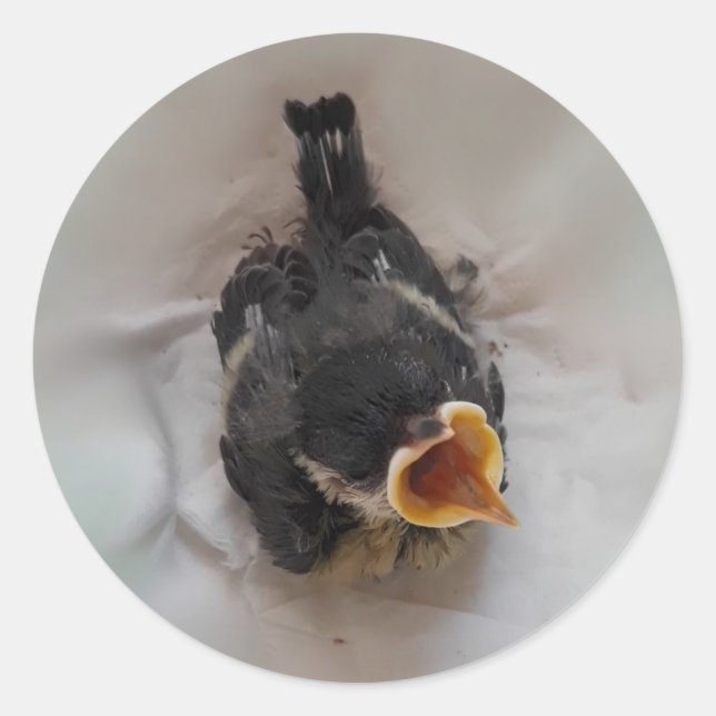 Tidi my Bird the Parus Major Runder Aufkleber (Vorderseite)