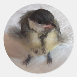 Tidi my Bird the Parus Major Runder Aufkleber