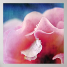 Tief fällt auf rosa Rose Macro Abstrakt