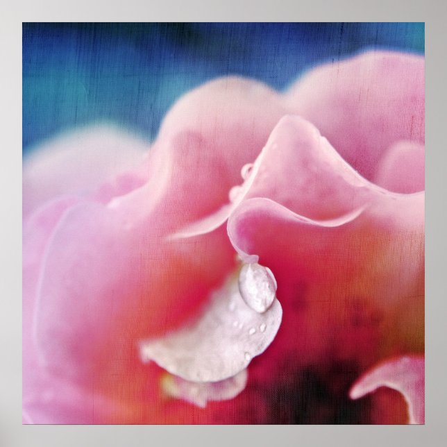 Tief fällt auf rosa Rose Macro Abstrakt Poster (Vorne)