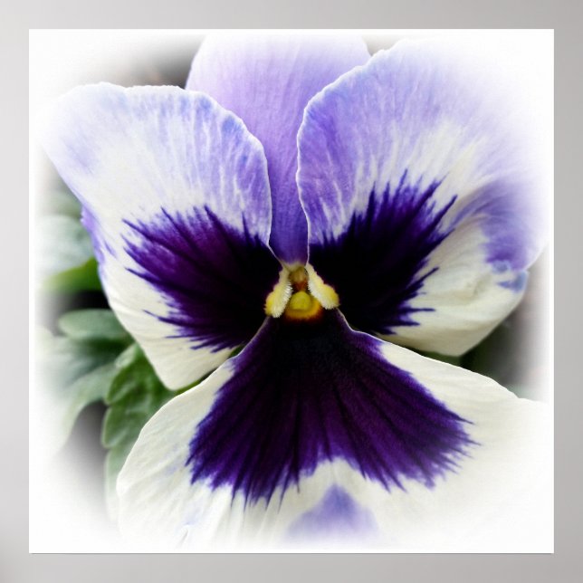 tief lila auf weiße Pansie Poster (Vorne)