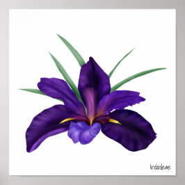 Tief Lila Bog Wasser Iris Illustration Poster