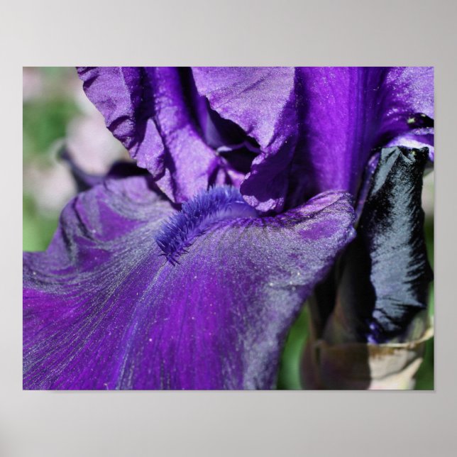 Tief Lila Iris Blume Petal Poster (Vorne)