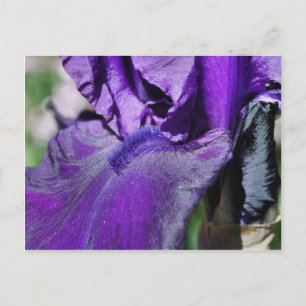 Tief Lila Iris Blume Petal Postkarte