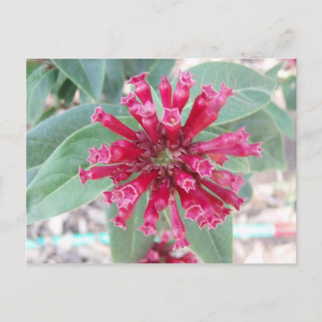 Tief rosa Blume Postkarte (Vorderseite)