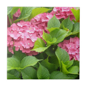 Tief rosa Hydrangeas Fliese