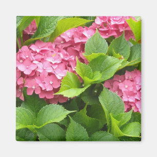 Tief rosa Hydrangeas Magnet